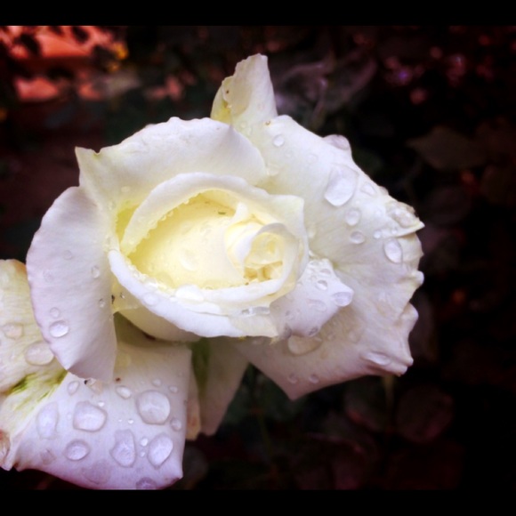 Send Your Considerate Offers, Bundle Your Likes - Picture 3 of 16